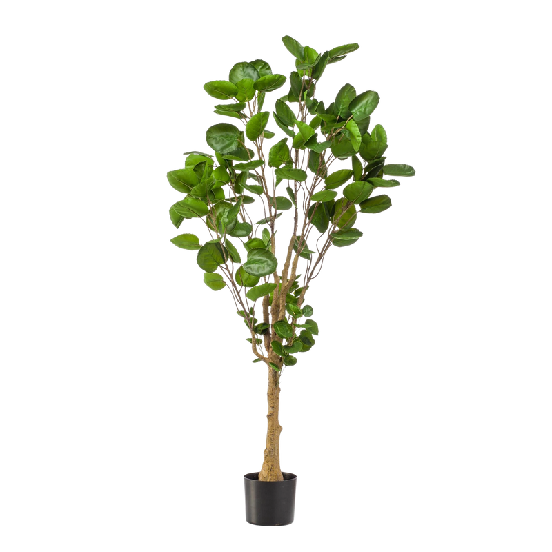 Polyscias kunstplant (Aralia)