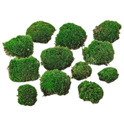 Premium Fresh Moss - 12 stuks Everspring