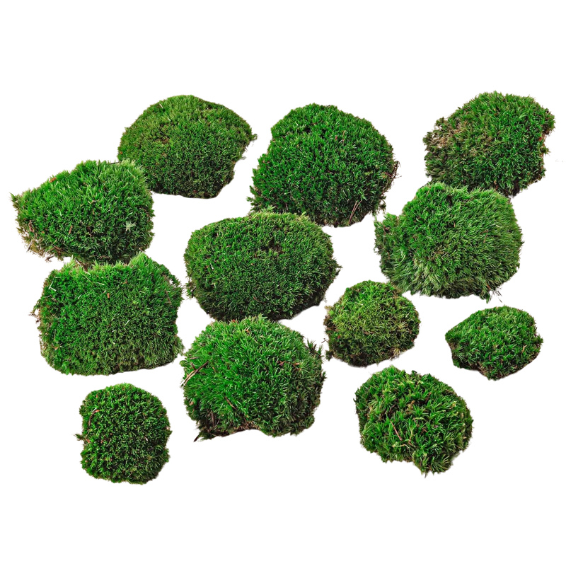 Premium Fresh Moss - 12 stuks