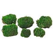 Premium Fresh Moss - 6 stuks Everspring