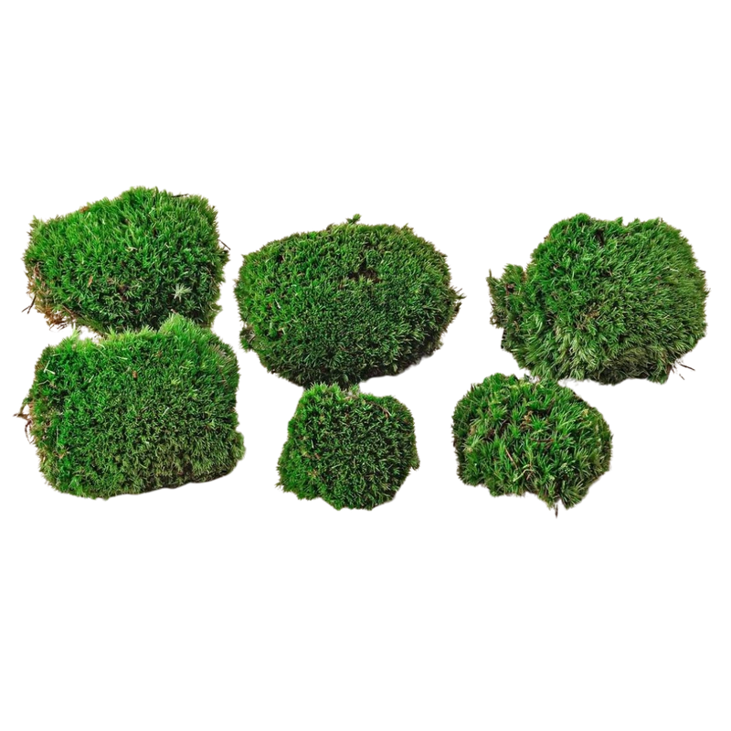 Premium Fresh Moss - 6 stuks
