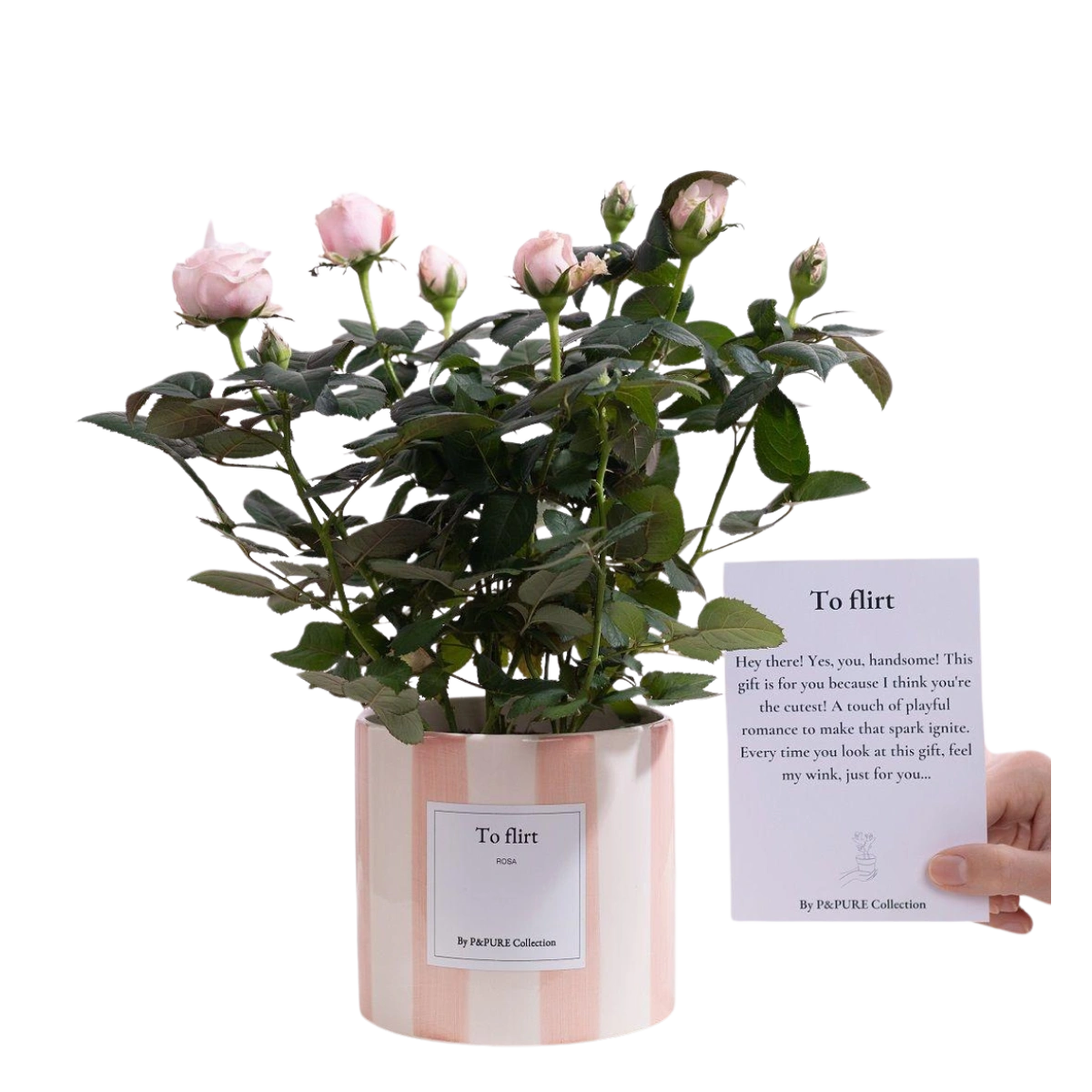 Rosa Light Pink Gift “To Flirt”