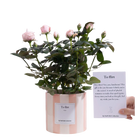 Rosa Light Pink Gift “To Flirt”