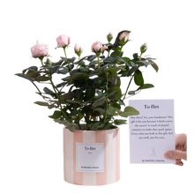 Rosa Light Pink Gift “To Flirt”