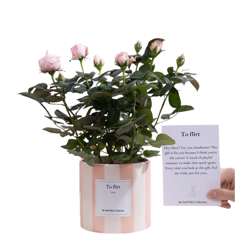 Rosa Light Pink Gift “To Flirt”