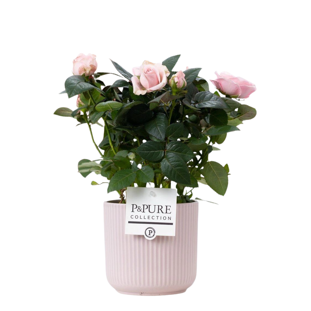 Rosa Light Pink – P&PURE Sophie Ceramics Pink