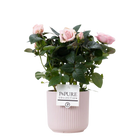 Rosa Light Pink – P&PURE Sophie Ceramics Pink