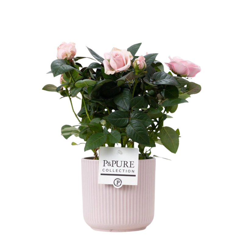 Rosa Light Pink – P&PURE Sophie Ceramics Pink