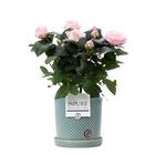 Rosa Light Pink in P&PURE Lauren Ceramics