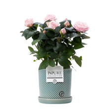 Rosa Light Pink in P&PURE Lauren Ceramics