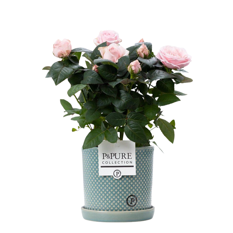 Rosa Light Pink in P&PURE Lauren Ceramics