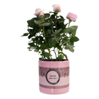 Rosa Light Pink in P&PURE “SPECIAL POUR TOI”