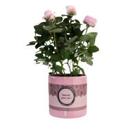 Rosa Light Pink in P&PURE “SPECIAL POUR TOI”