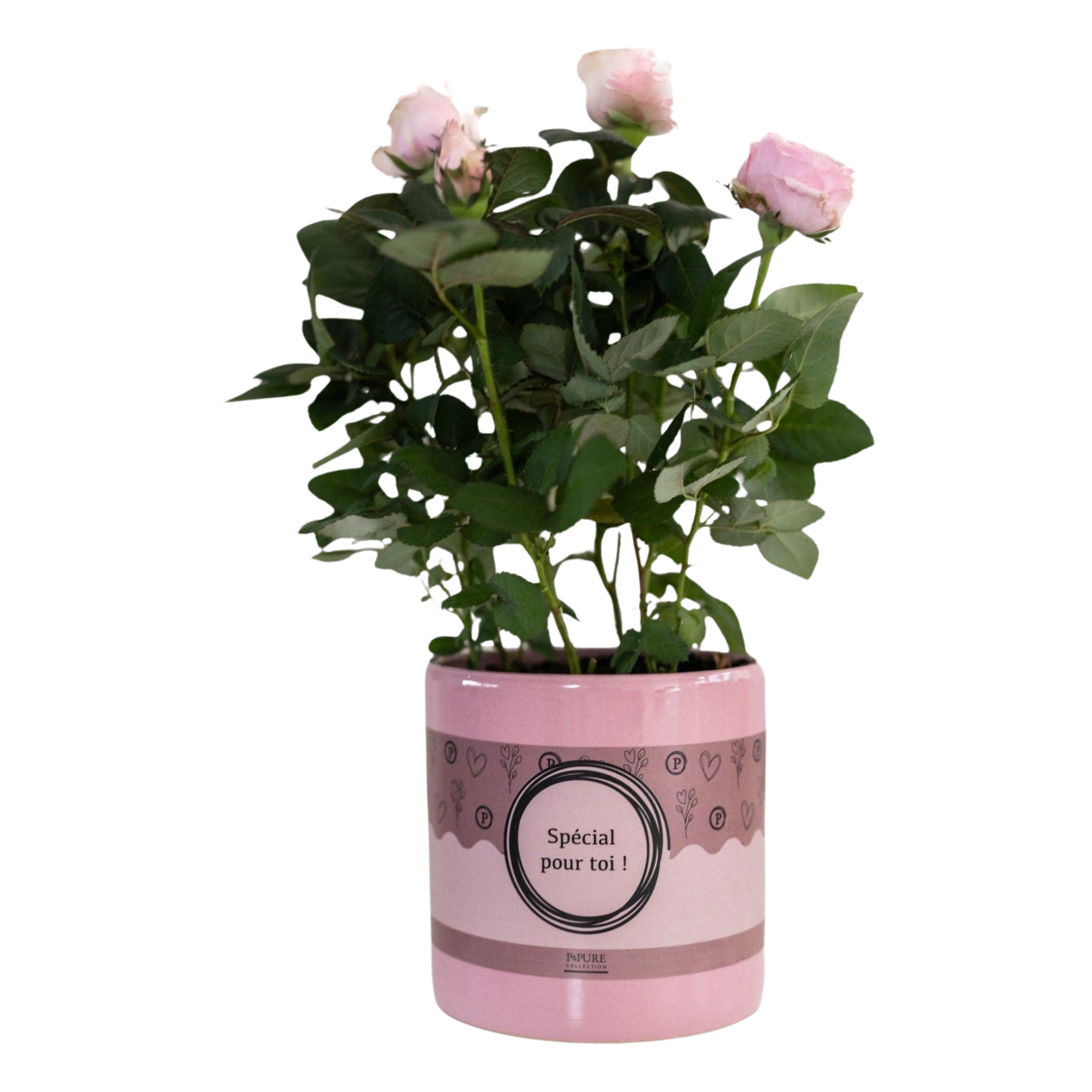 Rosa Light Pink in P&PURE “SPECIAL POUR TOI”