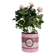Rosa Light Pink in P&PURE “SPECIAL POUR TOI”