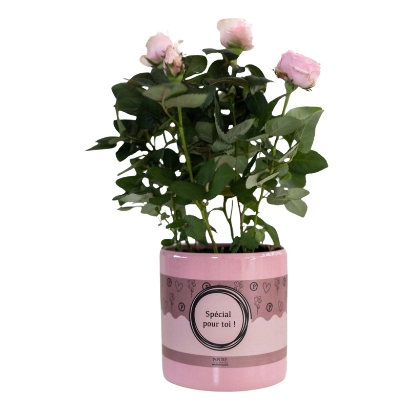 Rosa Light Pink in P&PURE “SPECIAL POUR TOI”