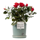 Rosa Red in P&PURE Lauren Ceramics