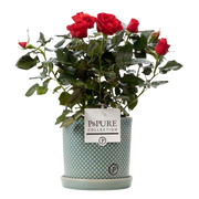 Rosa Red in P&PURE Lauren Ceramics