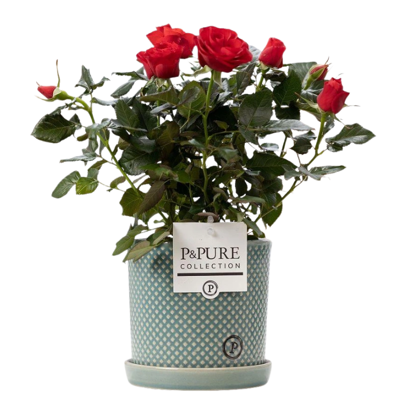 Rosa Red in P&PURE Lauren Ceramics