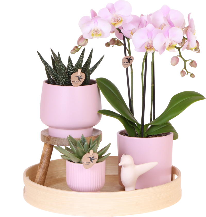Roze Orchidee & Groene Plant in Simplicity Potten