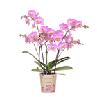 Roze Phalaenopsis Switzerland