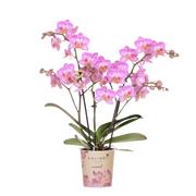 Roze Phalaenopsis Switzerland