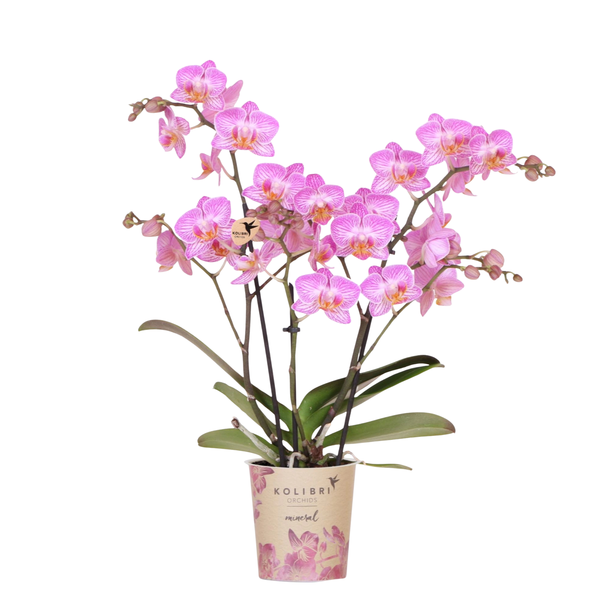 Roze Phalaenopsis Switzerland