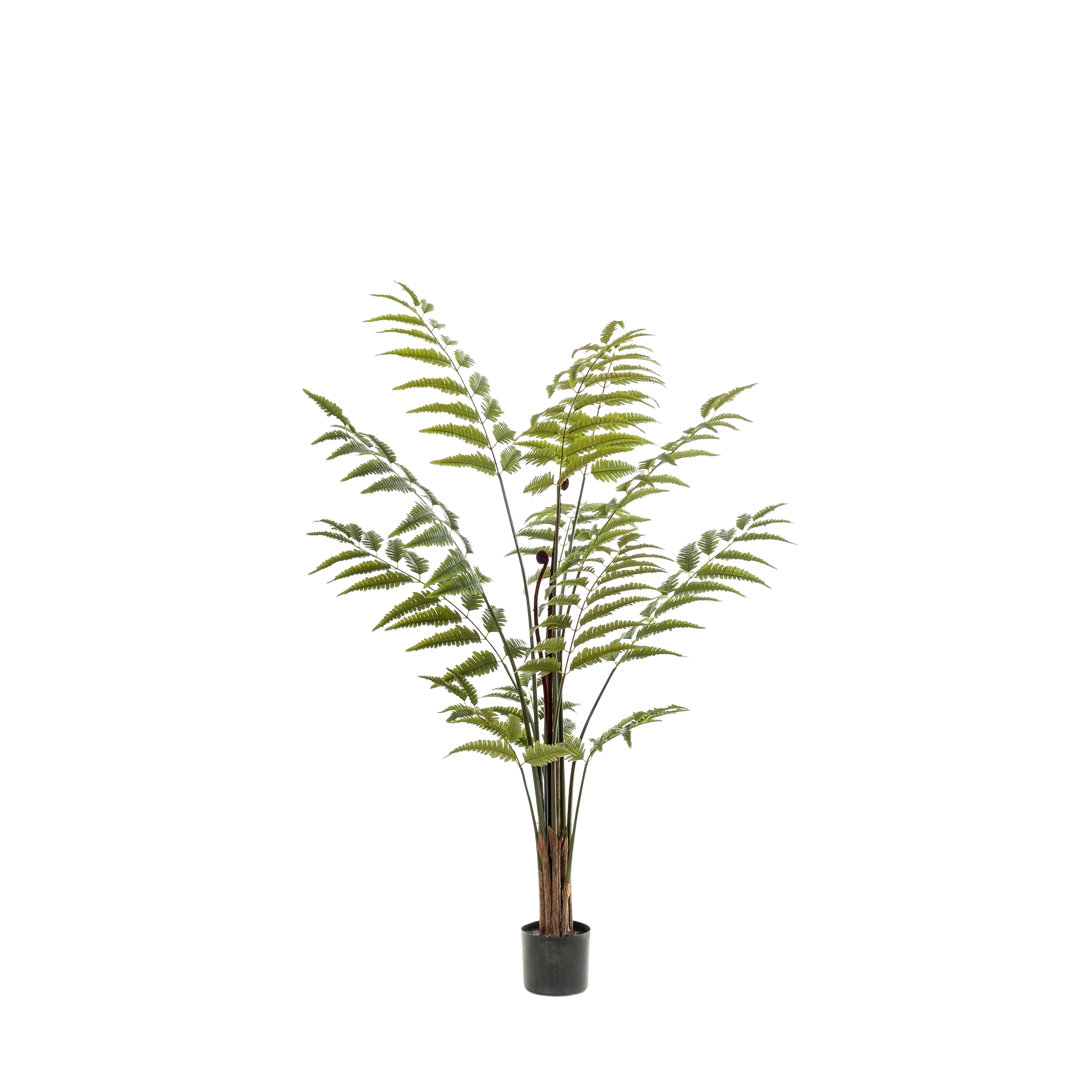 Rumohra Adiantiformis Kunstplant (Ledervaren)
