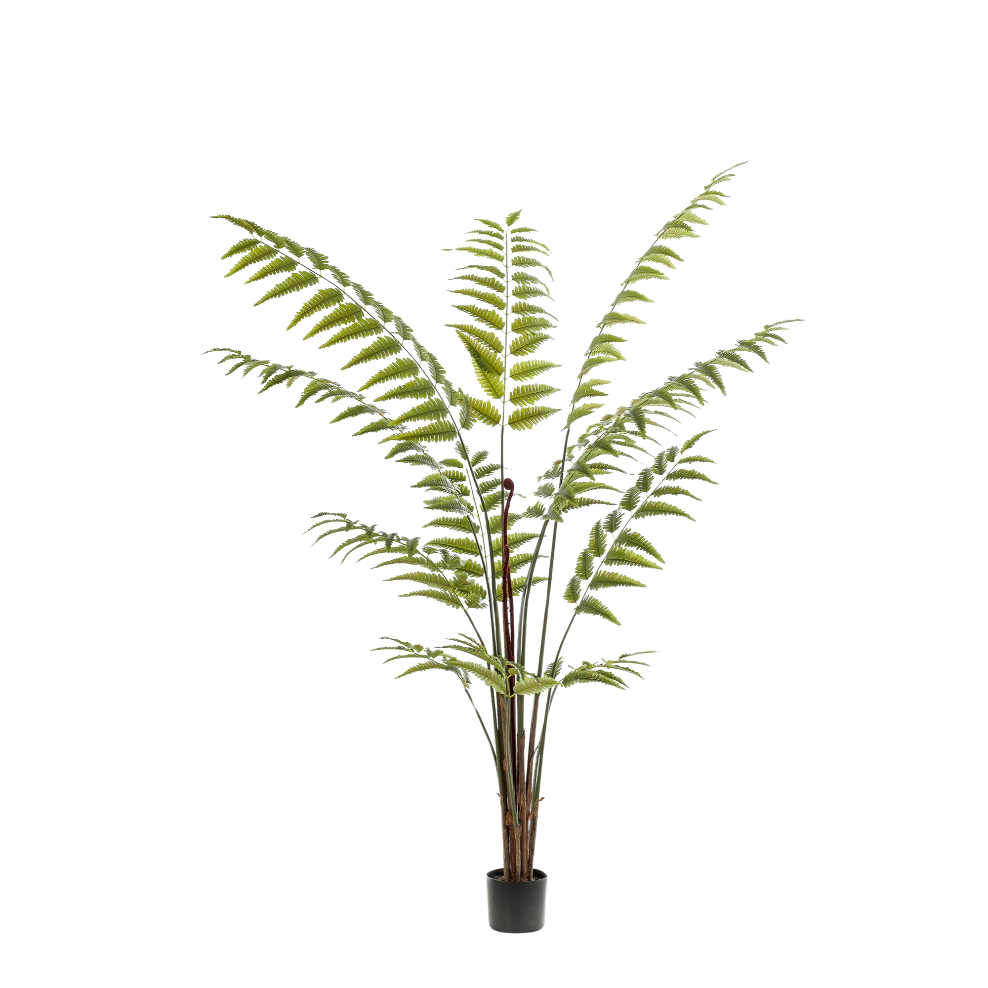 Rumohra Adiantiformis Kunstplant (Ledervaren)