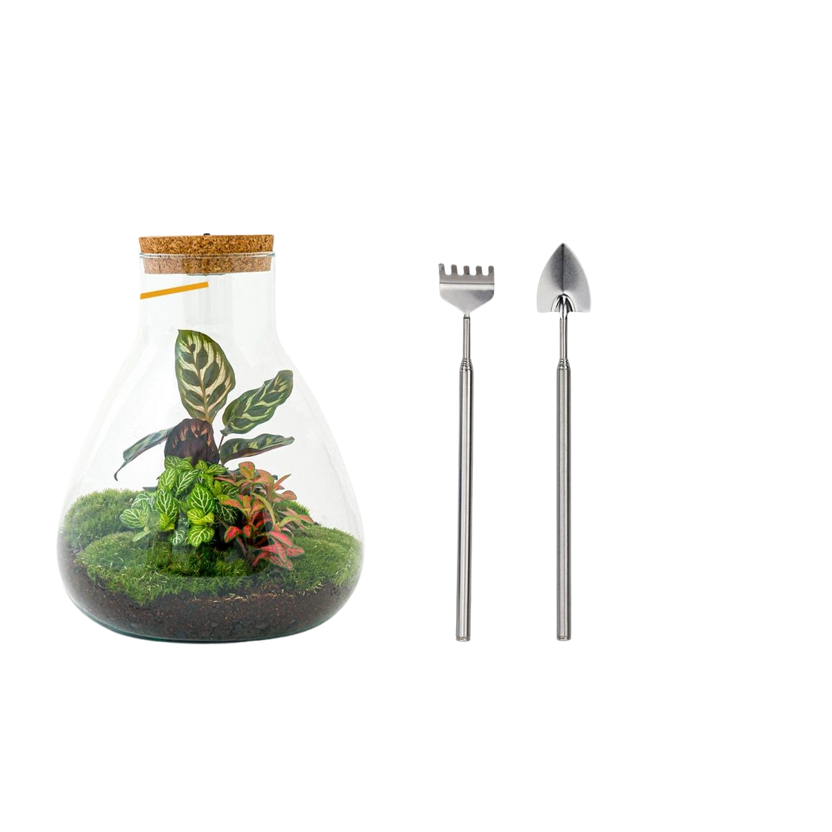 Sam Calathea met LED - Terrarium