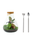 Sam Calathea met LED - Terrarium