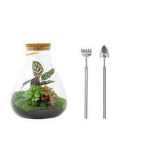 Sam Calathea met LED - Terrarium