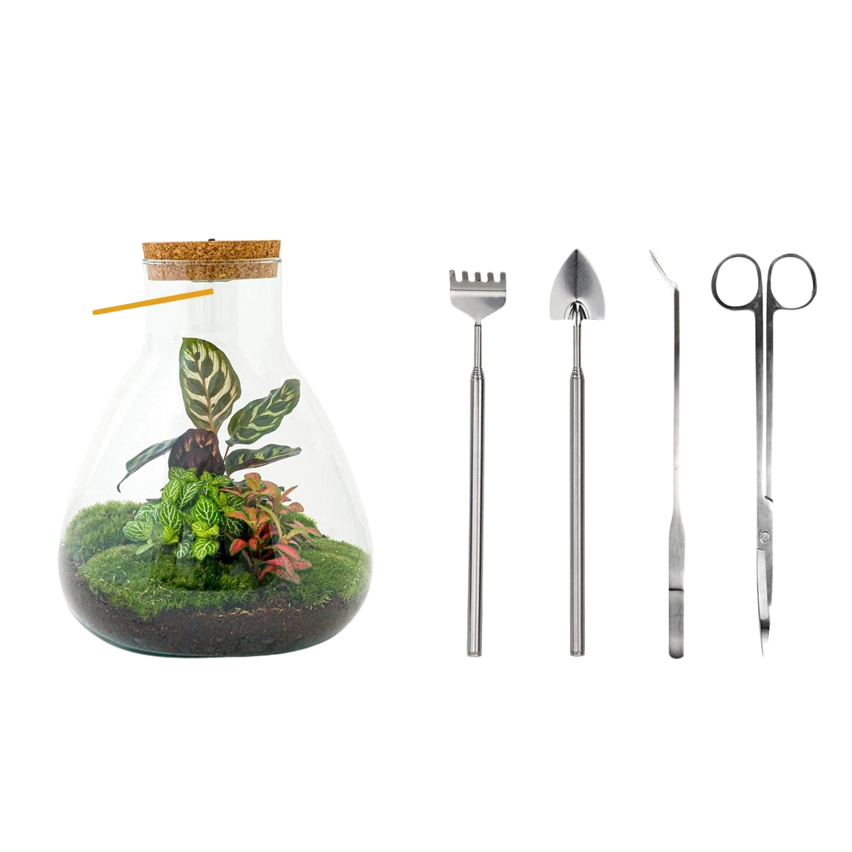 Sam Calathea met LED - Terrarium