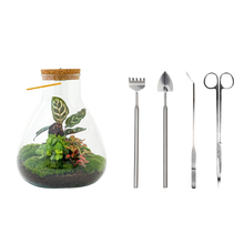 Sam Calathea met LED - Terrarium