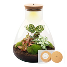 Sam Calathea met LED - Terrarium