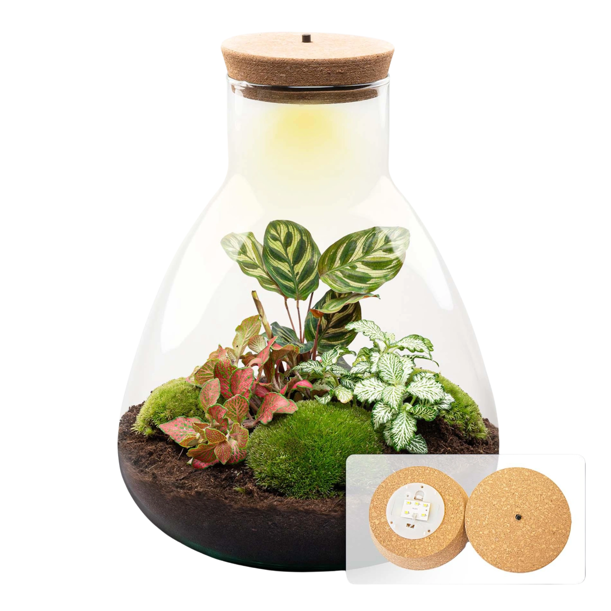 Sam Calathea met LED - Terrarium