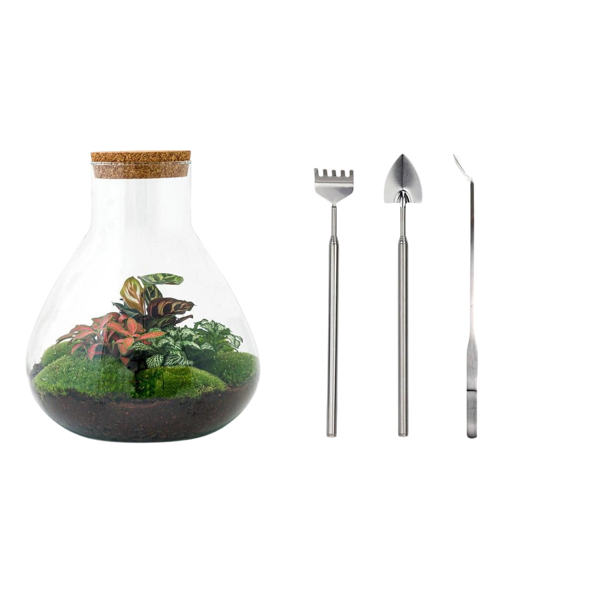 Sam XL Terrarium