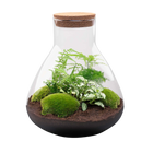 Sam XL Terrarium