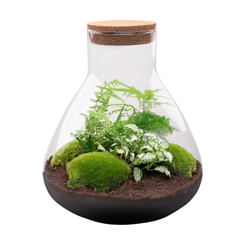 Sam XL Terrarium