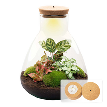 Sam XL Terrarium