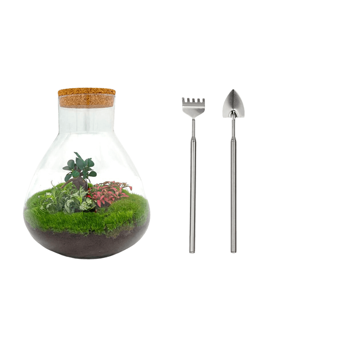 Sam XL Bonsai Terrarium