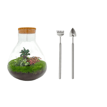 Sam XL Bonsai Terrarium