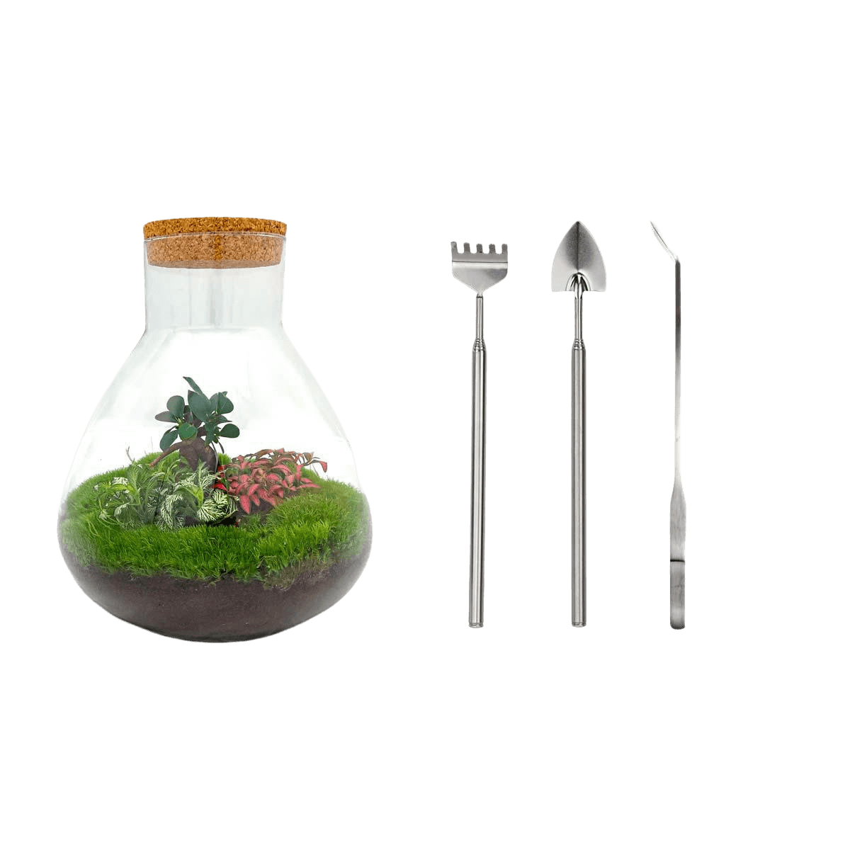 Sam XL Bonsai Terrarium