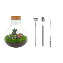 Sam XL Bonsai Terrarium