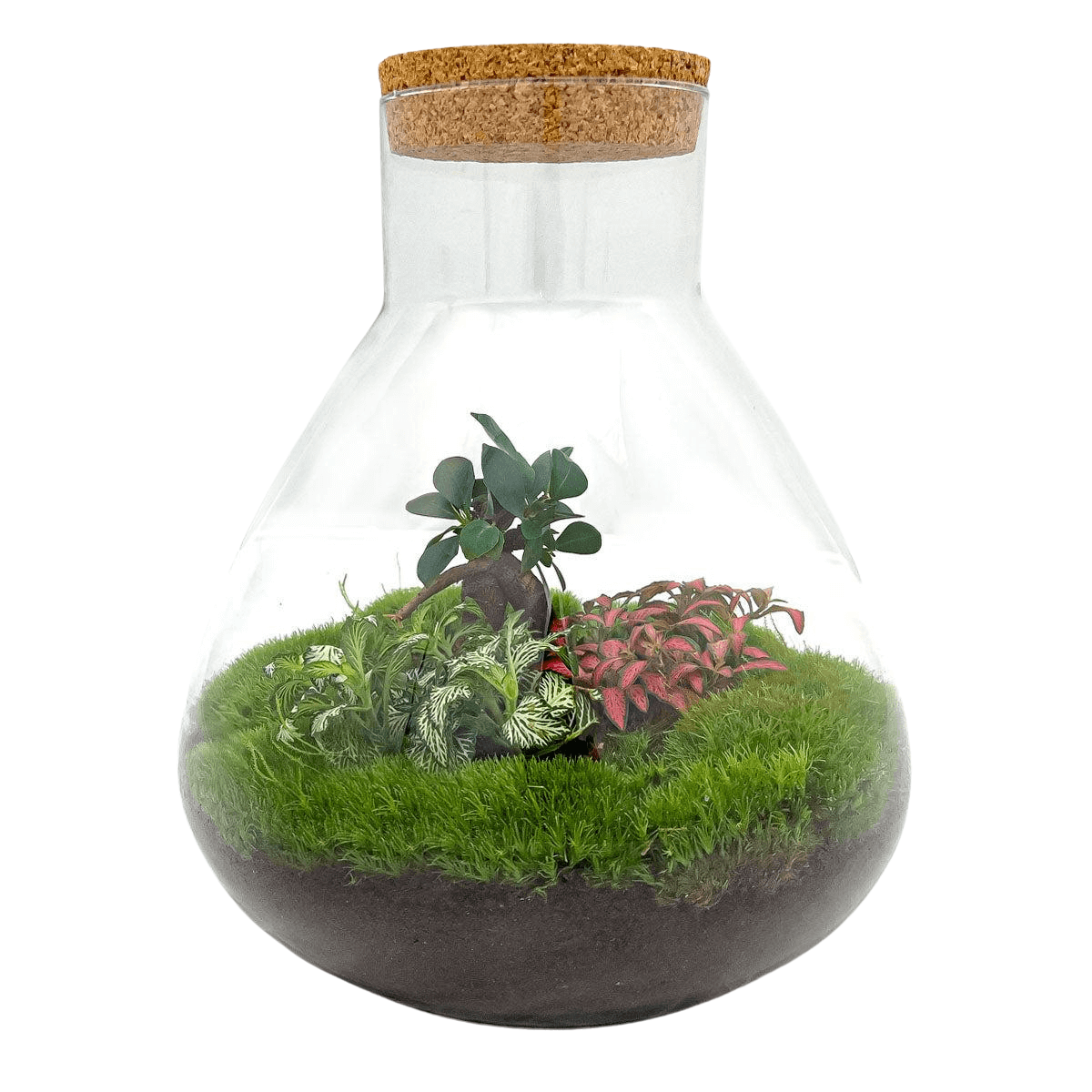 Sam XL Bonsai Terrarium