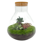 Sam XL Bonsai Terrarium