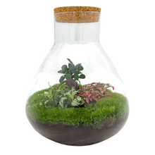 Sam XL Bonsai Terrarium