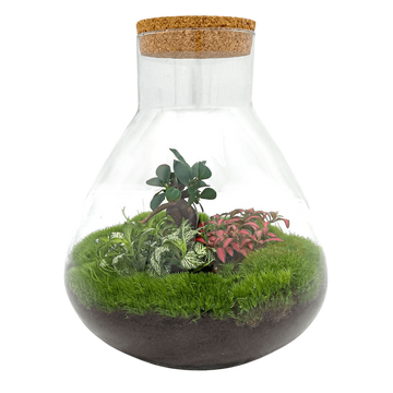 Sam XL Bonsai Terrarium