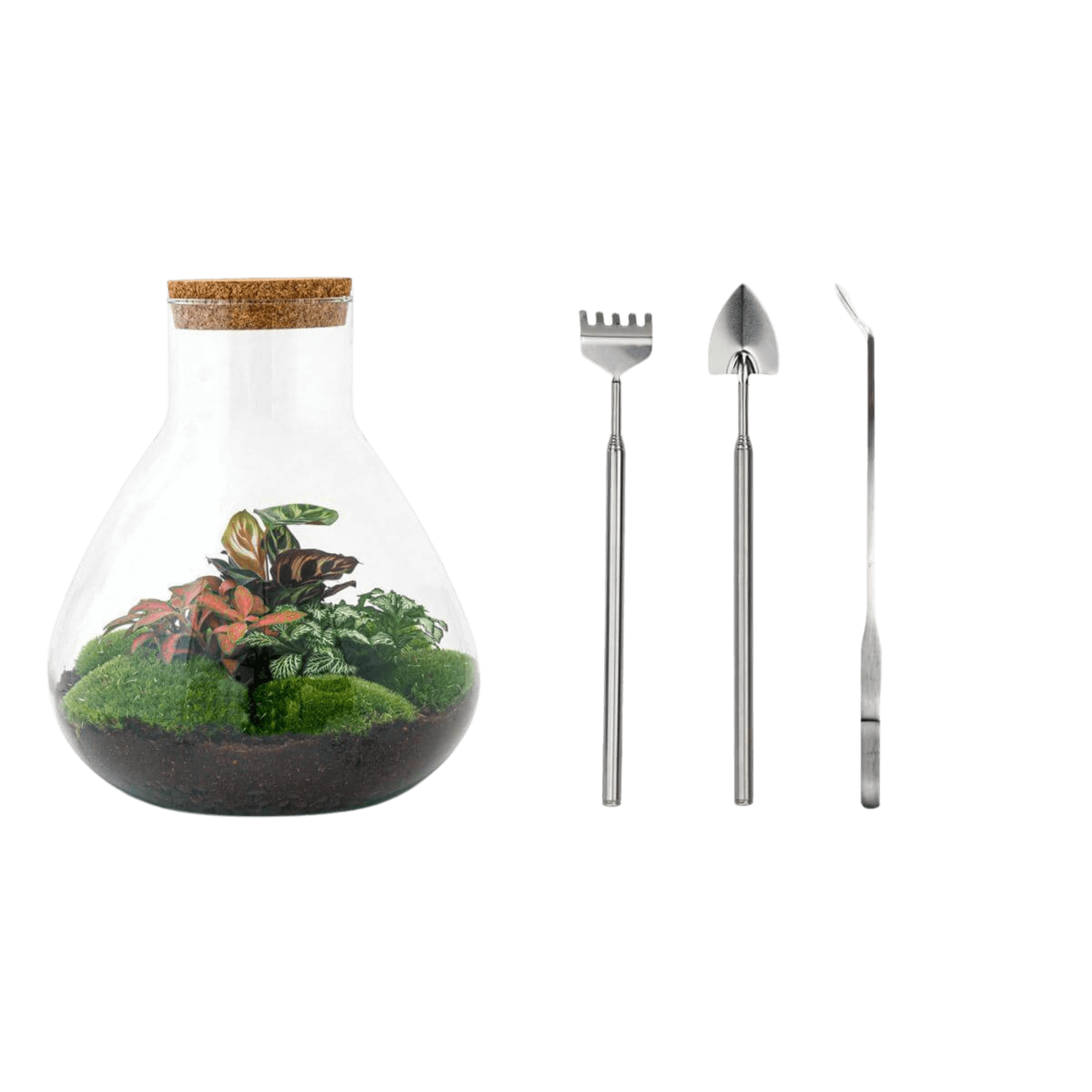 Sam XL Rood Terrarium