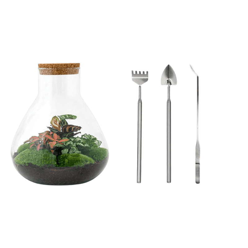 Sam XL Rood Terrarium